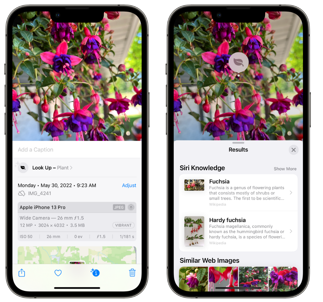 西流河镇苹果手机维修分享小技巧：使用 iPhone 相机识别花卉植物 